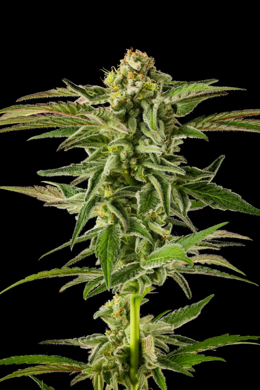 Breeders Select Menu | Haze Valley Nursery